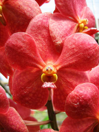Thai orchid flower - At Chiang Rai province in north Thailand