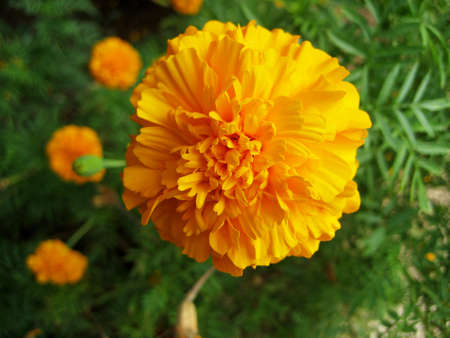 Orange Marigold flowerの写真素材