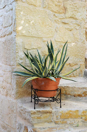 &#913;gave plant in clay pot on stone stepsの写真素材