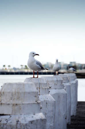 Seagulls on wooden white polesの写真素材
