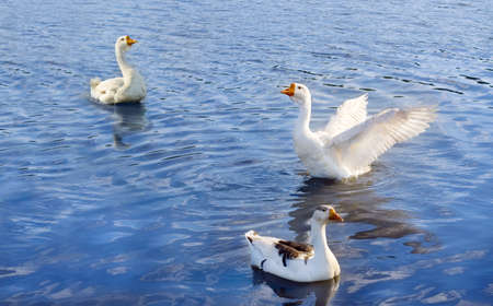 Three geese floating on the water. の写真素材