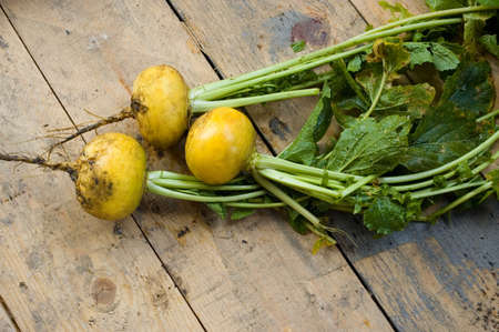 Turnip just from a bedの写真素材