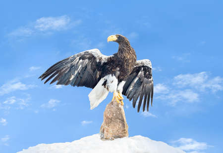 The eagleの写真素材