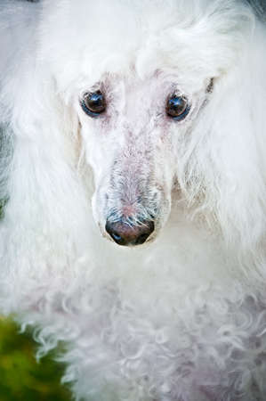 large muzzle the dog, white poodleの写真素材