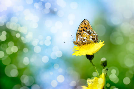 Orange butterfly on a flowerの写真素材