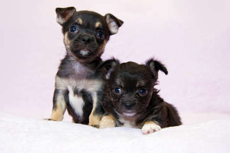 Black terrier puppy on a pink background