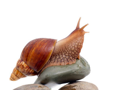 Most land snails on the rock