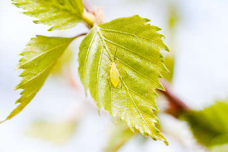 insect aphids on a green leafの写真素材