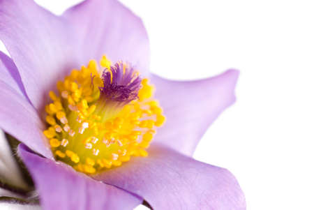Purple and yellow wild flower with focus on pollen with white backgroundの写真素材
