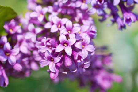 Fragrant lilac blossoms, shallow depth of fieldの写真素材