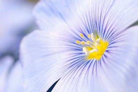 Flax flowers close up on the fieldの写真素材