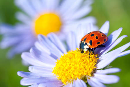 The ladybug sits on a flowerの写真素材