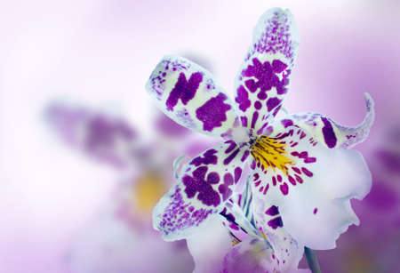 Orchid in the diffuse background of lilacの写真素材