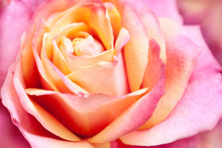 close up of pink rose petals