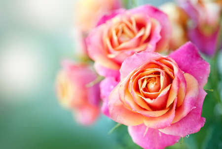 Beautiful pink roses on a soft backgroundの写真素材