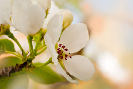 Close up of apple flowers , spring