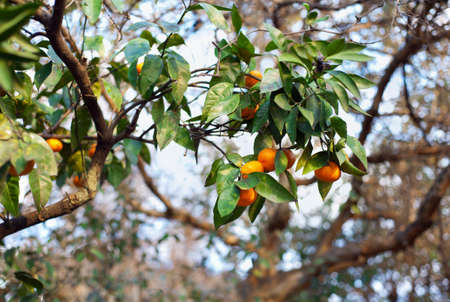 tangerineの写真素材
