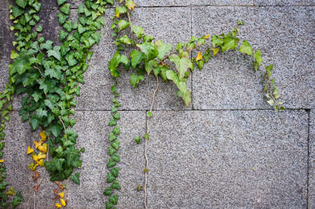 Plant on the old stone wallの写真素材