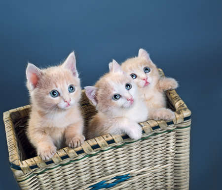 three red  kittens in basket の写真素材
