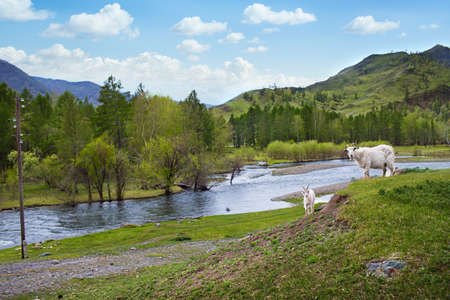 The mountain river in summer, grazing goatsの写真素材