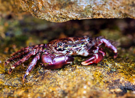 crab on the rock, close-upの写真素材