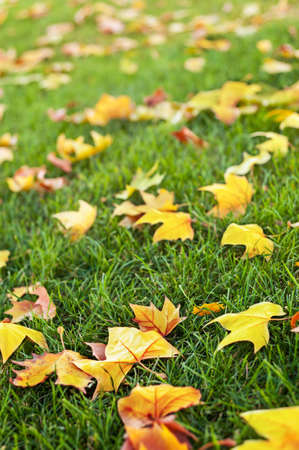 Autumn leaves on a background of grass