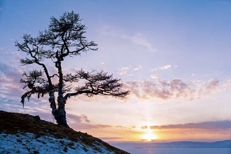 Tree on a rock by the lake Baikalの写真素材