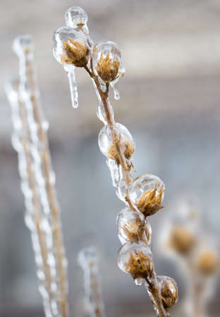 Frozen in the ice tree branchesの写真素材