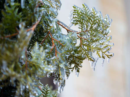 Frozen in the ice tree branchesの写真素材