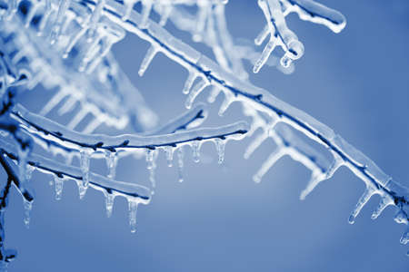 Frozen in the ice tree branchesの写真素材