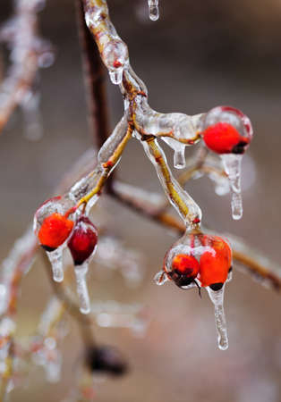 hips frozen ice with iciclesの写真素材