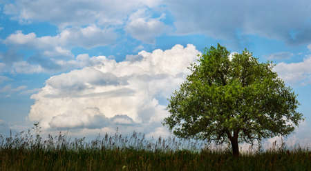 Tree in a field under a blue sky with clouds の写真素材
