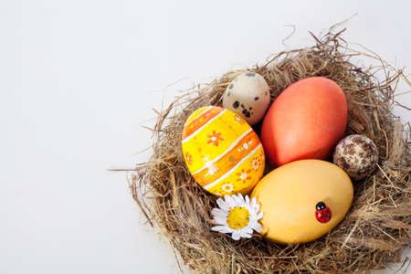 Colorful easter eggs in the bird's nest の写真素材