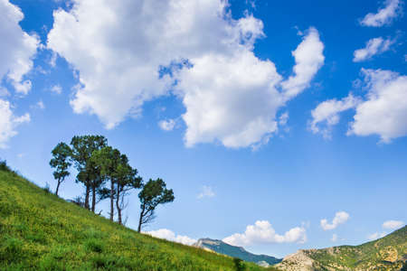Tree under a blue sky with clouds の写真素材