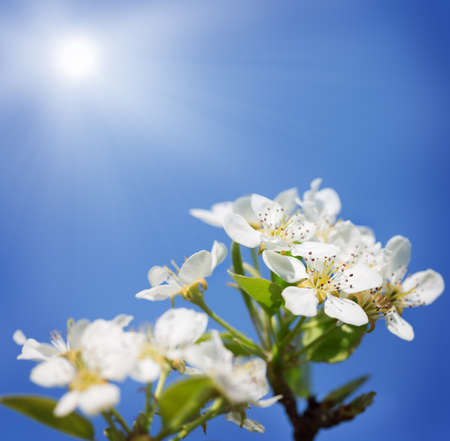 Apple blossom on blue sky background
