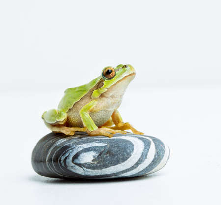 Green frog sitting on stone on a white backgroundの写真素材