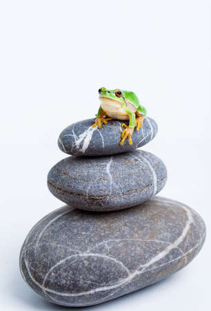 Green frog sitting on stone on a white background
