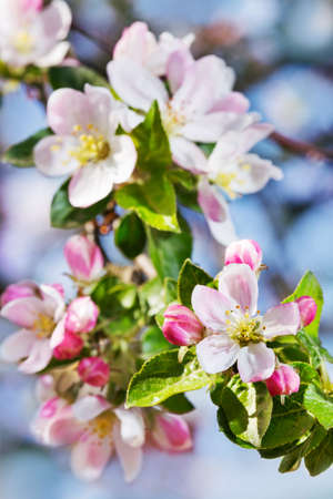 Apple blossom on blue sky background