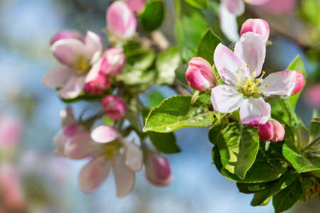 Apple blossom on blue sky background