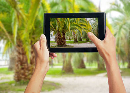 photo shooting on tablet pc at palm treesの写真素材