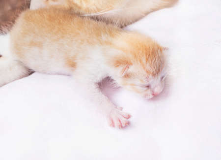 red cat with newborn kittensの写真素材