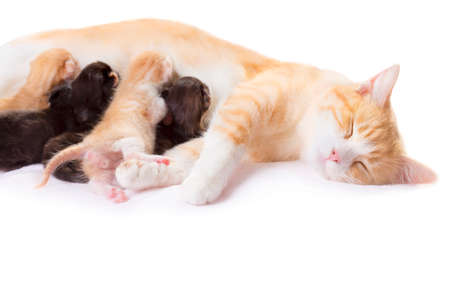 red cat with newborn kittensの写真素材