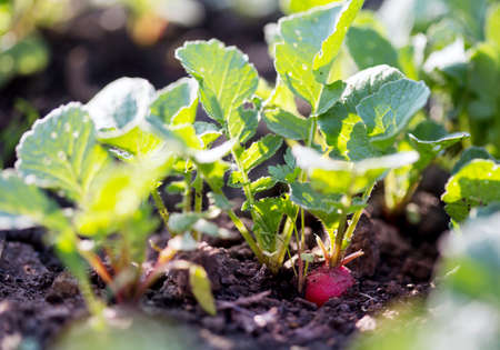 Radishes growing in the gardenの写真素材