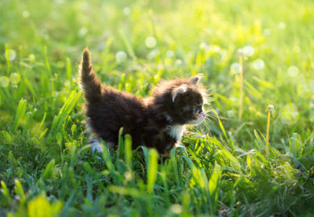 kitten in the grass in the sunの写真素材