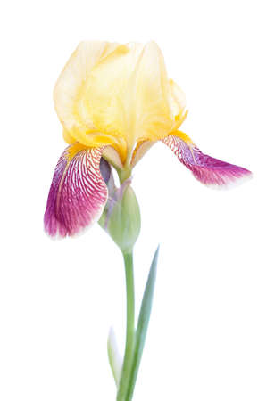 iris flower macro on a white backgroundの写真素材
