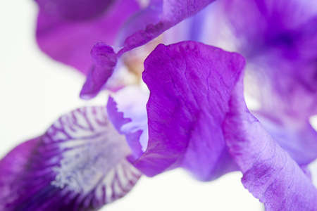 Purple iris flower macro on a white background
