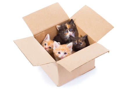 Little kittens in a cardboard boxの写真素材