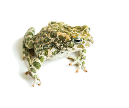 Big toad on a white background