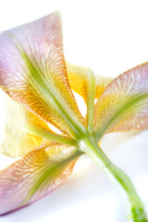 iris flower macro on a white background
