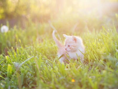 kitten in the grass in the sunの写真素材